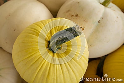 White and yellow pumpkins Stock Photo