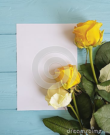 White and yellow roses beauty vintage on a blue wooden background place for text blank white card Stock Photo