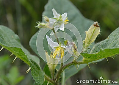 White and Yellow Thorny Michigan Wildflower Stock Photo