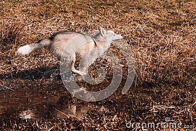 The white young wolf catches up to its prey by running a marshy body of water. Side view of a white Siberian Husky breed dog Stock Photo