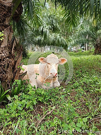 A White Youth Cattle in Open Agriculture Farm, Thailand Stock Photo