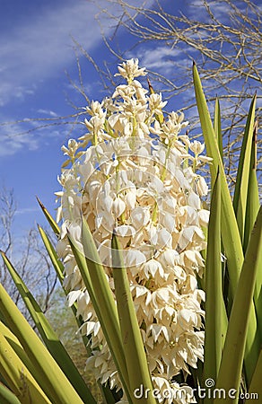 White Yucca Cactus Flowers Stock Photo