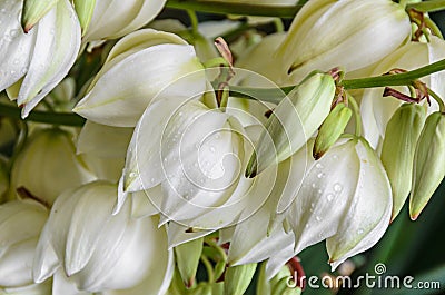 White Yucca filamentosa bush flowers, other names include Adams needle Stock Photo