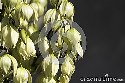 White Yucca filamentosa bush flowers with space for text Stock Photo