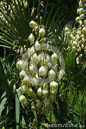 White yucca flowers Stock Photo