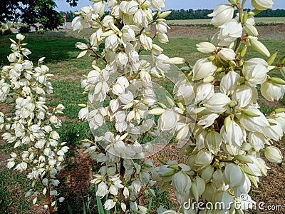 White yucca flowers on the lawn Stock Photo