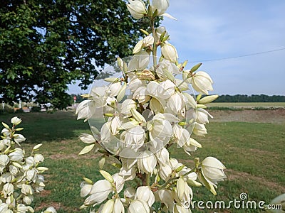 White yucca flowers on the lawn Stock Photo