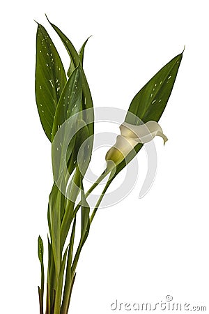 White zantedeschia calla lily Stock Photo