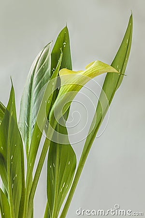 White zantedeschia calla lily Stock Photo