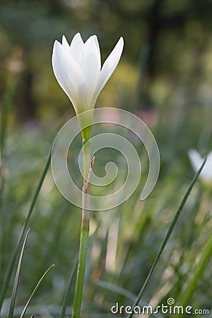 White zephyranthes flower (Zephyranthes carinata) Stock Photo