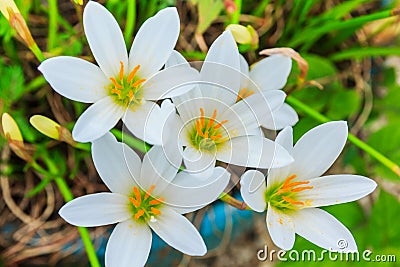 White zephyranthes flowers. Rain Lily Stock Photo