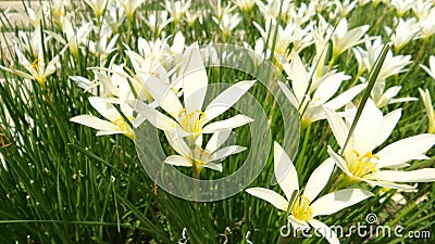 White zephyranthes lily flowers Stock Photo