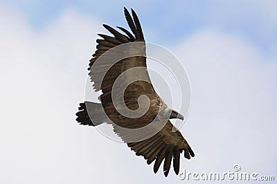 Whitebacked Vulture Stock Photo