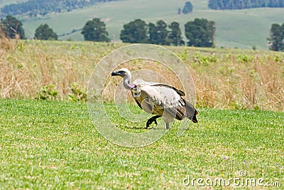 Whitebacked vulture on green grass Stock Photo