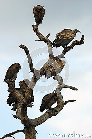 Whitebacked vultures in tree Stock Photo