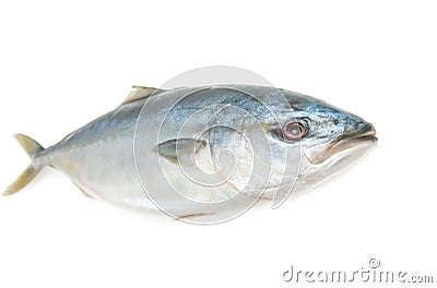 Fresh whitefish on white background Stock Photo