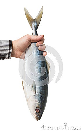 Fresh whitefish on white background Stock Photo