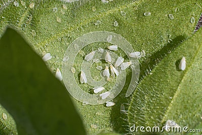 Whiteflies Aleyrodidae parasites colony that typically feed on the undersides of plant leaves Stock Photo
