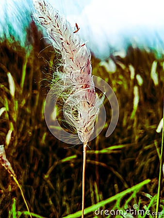 Whiteflower and green grass Stock Photo