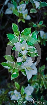 Whiteflowers Stock Photo