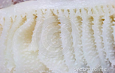 Whiten ox tripe Stock Photo