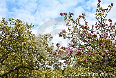 Whiteness and pink magnolia trees Magnoliaceae Stock Photo