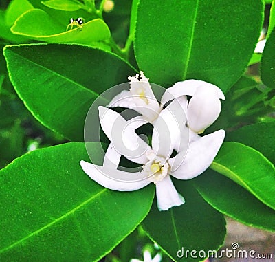 The Whiteness of Squeezed Orange Blossoms Stock Photo