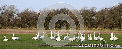 A whiteness of Whooper swans in field Stock Photo