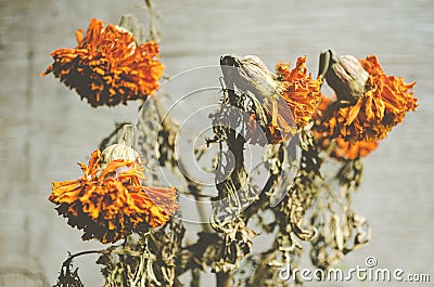 whitered cempasuchil flower used for decoration in Dead Day Celebration Stock Photo