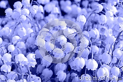 Whites small flowers of May lily of the valley. Poisonous fragrant plant Convallaria majalis. A closeup. Classic blue tinted Stock Photo