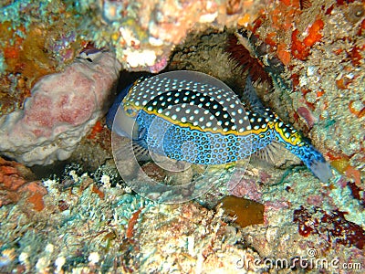 Whitespotted boxfish Stock Photo