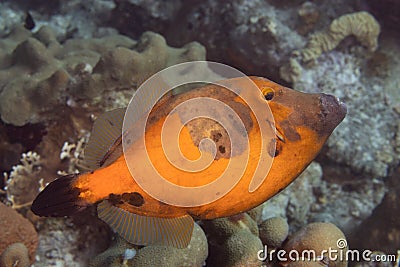 Whitespotted Filefish on Caribbean Coral Reef Stock Photo