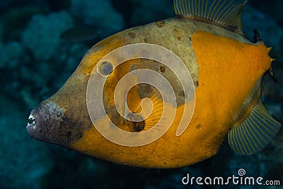 Whitespotted Filefish on Caribbean Coral Reef Stock Photo