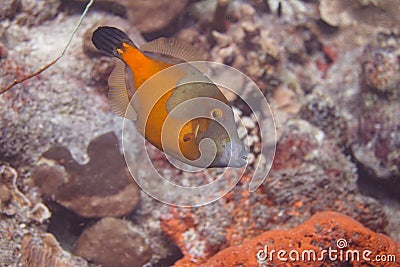 Whitespotted Filefish Stock Photo