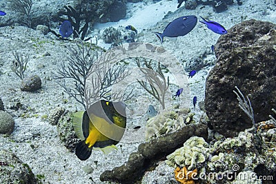 Whitespotted Filefish Stock Photo