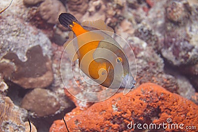 Whitespotted Filefish Stock Photo