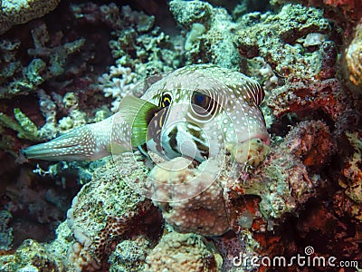 Whitespotted puffer Arothron hispidus Stock Photo