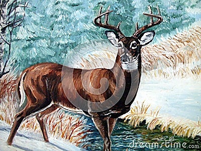 Whitetail- Buck Stock Photo