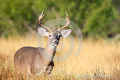 Whitetail buck approaching a doe Stock Photo