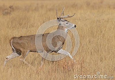 Whitetail Buck in Autumn in Colorado Stock Photo