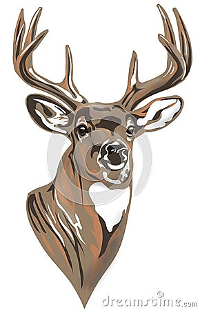 Whitetail Buck Deer Head braun Stock Photo