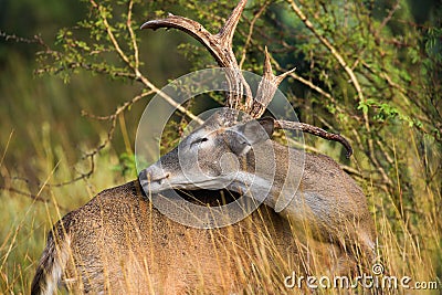 Whitetail buck grooming self Stock Photo