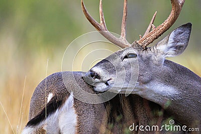 Whitetail buck grooming self Stock Photo