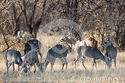 Whitetail buck with his does Stock Photo