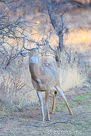 Whitetail buck marking scent on tree branch Stock Photo