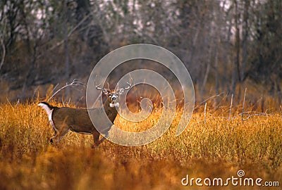 Whitetail Buck in Meadow Stock Photo