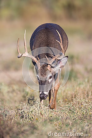 Whitetail buck on the prowl Stock Photo