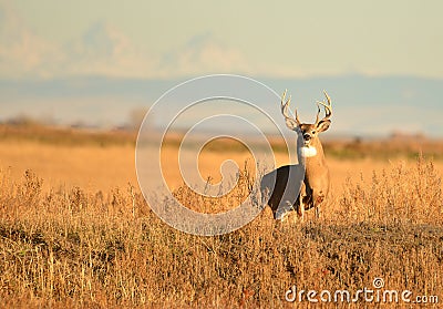 Whitetail Buck Deer standing in tall grass standfing hunting season Stock Photo