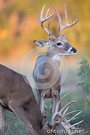 Whitetail bucks in the fall Stock Photo