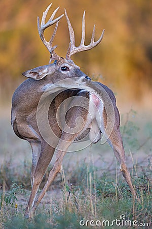 Whitetail cleaning himself Stock Photo